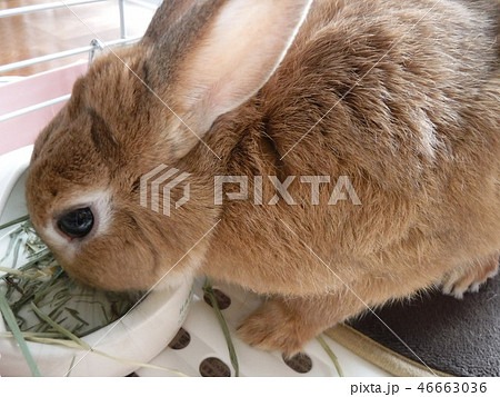 ウサギの食事の写真素材