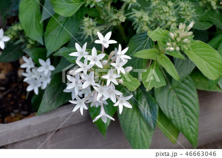 三鷹中原に咲くペンタス 三鷹中原に咲くペンタス 46663046