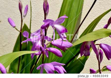 三鷹中原に咲くシラン 46663049