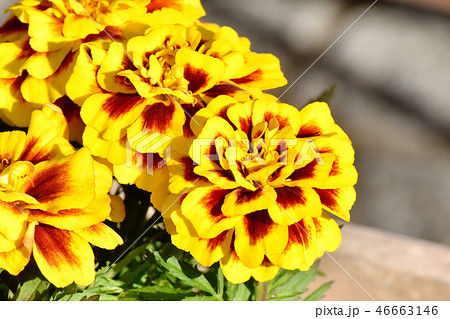 三鷹中原に咲く茶と黄複色のマリーゴールド 三鷹中原に咲く茶と黄複色のマリーゴールド 46663146