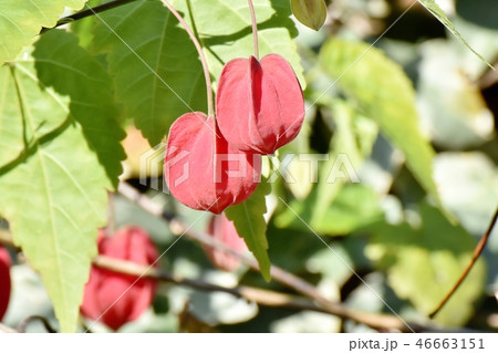 三鷹中原に咲くチロリアンランプ 三鷹中原に咲くチロリアンランプ 46663151