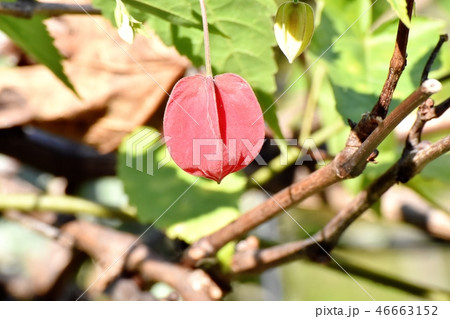 三鷹中原に咲くチロリアンランプ 三鷹中原に咲くチロリアンランプ 46663152