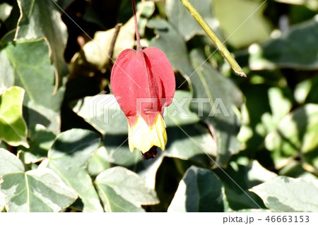 三鷹中原に咲くチロリアンランプ 46663153