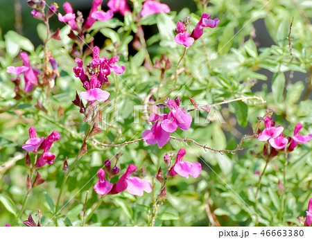 三鷹中原に咲くサルビアミクロフィラ 46663380