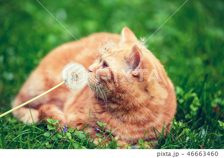 Cat enjoying spring and sniffing blowball 46663460