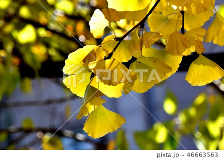 三鷹仙川公園の黄葉したイチョウの黄葉 46663563