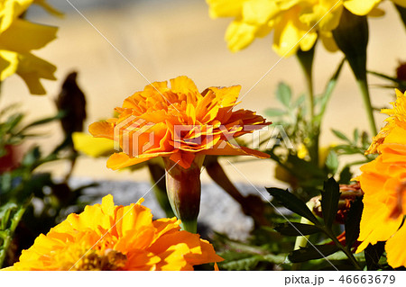 三鷹仙川公園に咲くオレンジのマリーゴールド 46663679