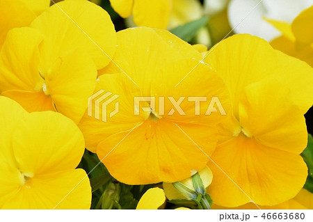 三鷹中原に咲く黄色いビオラ 46663680