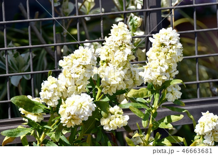 三鷹中原に咲く白いストック 三鷹中原に咲く白いストック 46663681