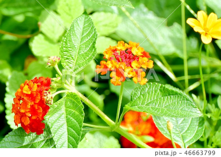 三鷹中原に咲くランタナ 46663799