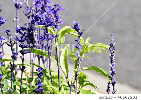 三鷹仙川公園に咲くブルーサルビア 三鷹仙川公園に咲くブルーサルビア 46663803