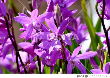 三鷹中原に咲くシラン（紫蘭） 46663805