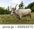 White Buffalo with long horns. 46664070
