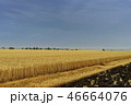 Yellow grain ready for harvest growing in a farm field 46664076