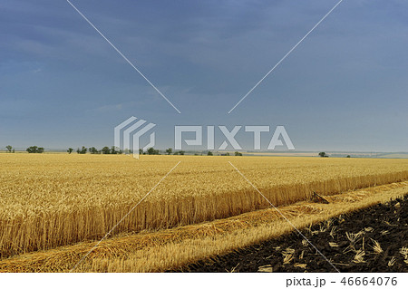 Yellow grain ready for harvest growing in a farm field Yellow grain ready for harvest growing in a farm field 46664076