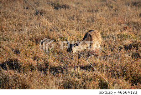 Front view of female deer feeding in the bush 46664133