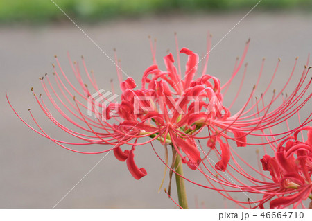 彼岸花　ヒガンバナ　9月花　七ツ森古墳群 46664710