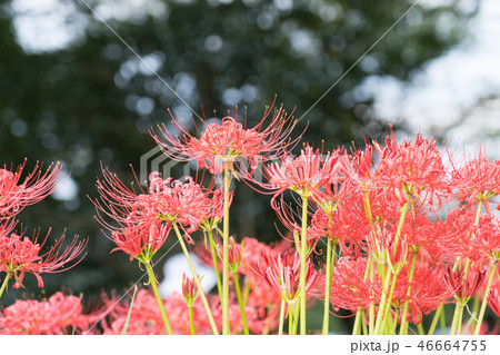 彼岸花　ヒガンバナ　満開　9月花　玉ボケ 46664755