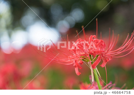 彼岸花　ヒガンバナ　満開　9月花　玉ボケ 46664758