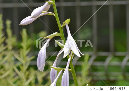 三鷹中原に咲くギボウシ 46664953