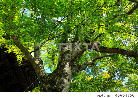 夏の修禅寺 夏の修禅寺 46664956