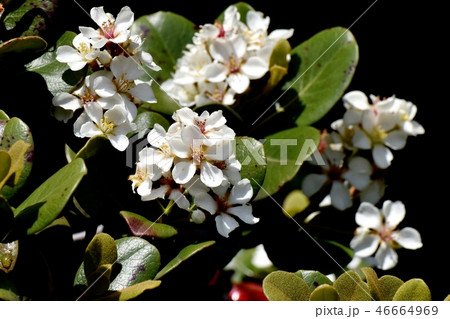 三鷹中原に咲くシャリンバイの花 三鷹中原に咲くシャリンバイの花 46664969
