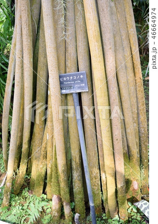 ビヨウタコノキの根元 ビヨウタコノキの根元 46664974