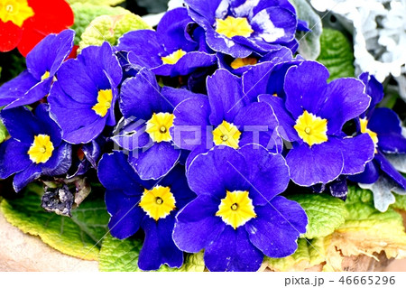 三鷹中原に咲く青紫色のプリムラ 三鷹中原に咲く青紫色のプリムラ 46665296