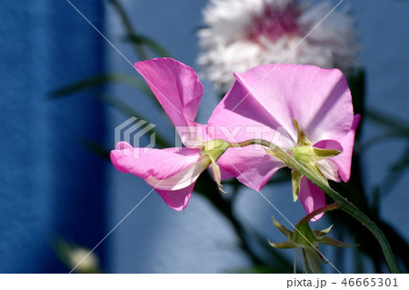 三鷹中原に咲くピンクのスイートピー 46665301
