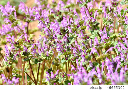 三鷹中原に咲くホトケノザ 三鷹中原に咲くホトケノザ 46665302