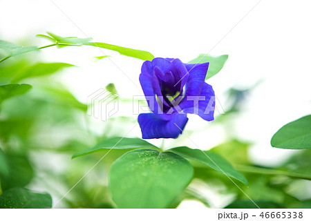 Blue butterfly pea flowers tree plant 46665338