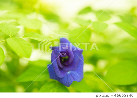Blue butterfly pea flowers tree plant Blue butterfly pea flowers tree plant 46665340