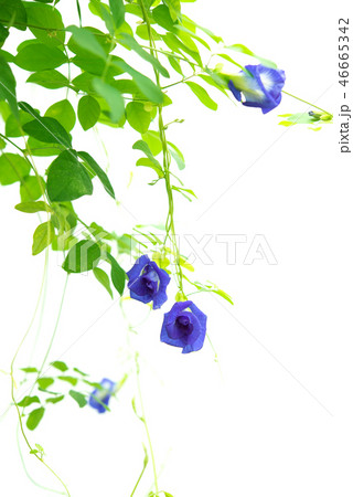 Blue butterfly pea flowers tree plant Blue butterfly pea flowers tree plant 46665342