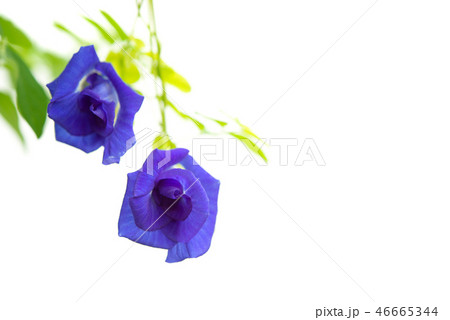Blue butterfly pea flowers tree plant 46665344