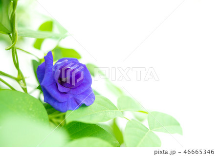 Blue butterfly pea flowers tree plant Blue butterfly pea flowers tree plant 46665346