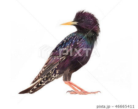 colorful plumage of a starling spring 46665411