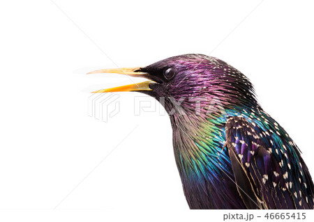 portrait colorful plumage of a European Starling 46665415