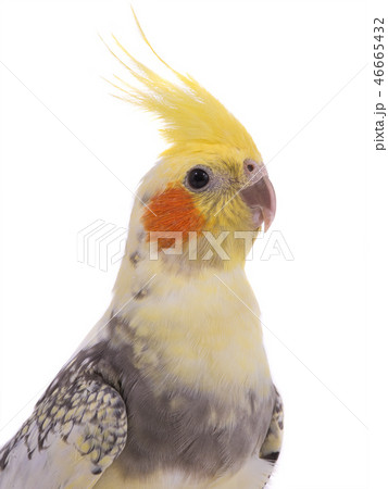 poltrait parrot corella isolated 46665432