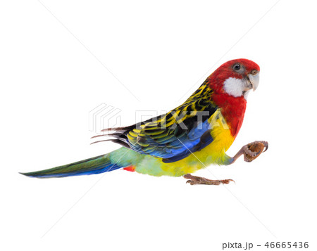 parrot Rosella parrot with almond isolated parrot Rosella parrot with almond isolated 46665436