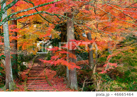 秋の龍穏寺 46665464