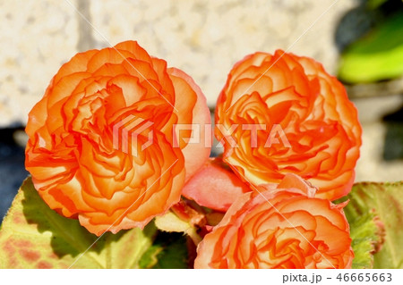 三鷹中原に咲くベゴニア 三鷹中原に咲くベゴニア 46665663