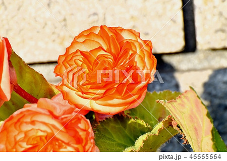 三鷹中原に咲くベゴニア 三鷹中原に咲くベゴニア 46665664