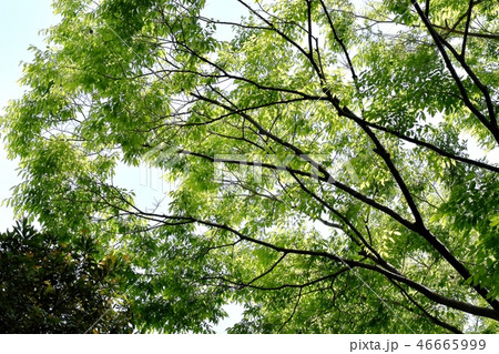 三鷹仙川公園の木々 三鷹仙川公園の木々 46665999