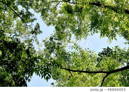 三鷹仙川公園の木々 三鷹仙川公園の木々 46666003