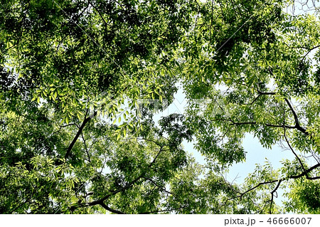 三鷹仙川公園の木々 三鷹仙川公園の木々 46666007