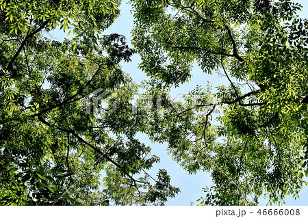 三鷹仙川公園の木々 46666008