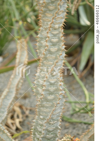 多肉植物 フォルビア・ペリエリの茎 多肉植物 フォルビア・ペリエリの茎 46666012