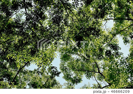 三鷹仙川公園の木々 三鷹仙川公園の木々 46666209