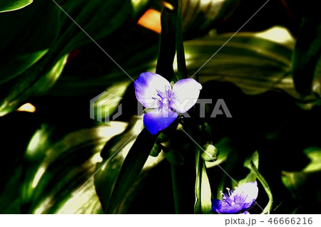 三鷹中原に咲くムラサキツユクサ 三鷹中原に咲くムラサキツユクサ 46666216
