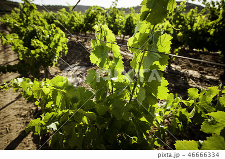 Wine field to make wine Wine field to make wine 46666334